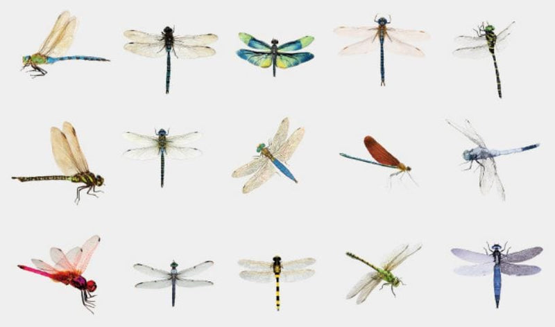 Dragonflies PVC Sticker Flakes