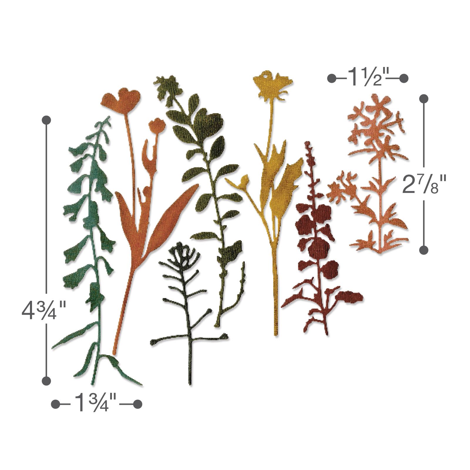 Sizzix Thinlits Die Set 7PK - Wildflowers #2 by Tim Holtz